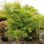 Acer palmatum 'Koto-no-ito' 125-150 cm 50L