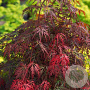 Acer palmatum 'Orangeola' 175-200 cm cont. 180L