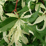 Acer palmatum 'Oridono-nishiki' 100-125 cm 20L
