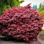 Acer palmatum 'Shaina' 100-125 cm 20L