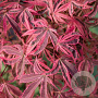 Acer palmatum 'Shirazz' 150-175 cm 50L