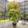 Acer palmatum 'Ueno-yama' 150-175 cm 20L