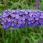 Buddleja davdii 'Nanho Blue' 100-125 cm 20L