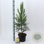 Cryptomeria j. 'Lobbii' 60-80 cm 5,0L