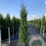 Cupressocyparis l. 'Tweeduizendéén' 175-200 cm 20L