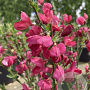 Cytisus scoparius 'Boskoop Ruby' 60-80 cm 20L breed