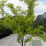 Gleditsia triacanthos 'Sunburst Locust' 150-175 cm 20L