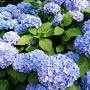 Hydrangea macrophylla 'Mathilde Gütges' 50-60 cm 20L