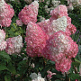 Hydrangea paniculata 'Pink Diamond' 125-150 cm 20L