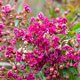 Lagerstroemia indica 'Houston' 18-20 cm cont. 180L