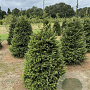 Picea abies 100-125 cm draadkluit