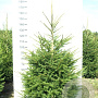 Picea abies 125-150 cm met kluit