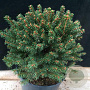 Picea abies 'Compacta' 125-150 cm cont. 80L