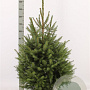 Picea omorika 100-125 cm met kluit