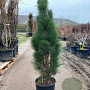 Pinus nigra 'Green Tower' 80-100 cm 20L
