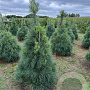 Pinus strobus 125-150 cm draadkluit