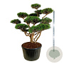 Pinus sylv. 'Watereri' 150-175 cm cont. 285L bonsai