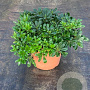 Pittosporum tobira 'Nanum' 50-60 cm 20L breed