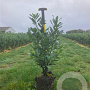 Prunus l. 'Caucasica' 60-80 cm met kluit