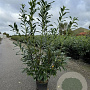 Prunus l. 'Caucasica' 200-225 cm 20L