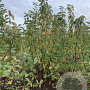 Prunus padus 200-250 cm met kluit solitair