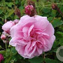 Rosa centifolia 'Muscosa' A kwaliteit wortelgoed