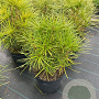 Sciadopitys verticillata 30-40 cm 5,0L
