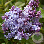 Syringa vulgaris 'Nadezhda' 150-175 cm 50L