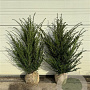 Taxus baccata 60-80 cm met kluit