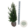 Taxus baccata 80-100 cm met kluit