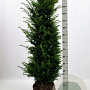 Taxus baccata 120-140 cm met kluit
