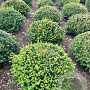 Taxus baccata 80-90 cm draadkluit platte bol