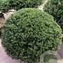 Taxus baccata 90-100 cm draadkluit platte bol