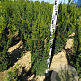 Taxus media 'Hillii' 60-80 cm met kluit