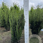 Taxus media 'Hillii' 60-80 cm met kluit