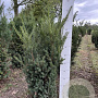 Taxus media 'Hillii' 80-100 cm met kluit