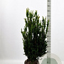 Taxus media 'Hillii' 80-100 cm met kluit