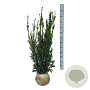 Taxus media 'Hillii' 80-100 cm met kluit