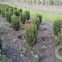 Taxus media 'Hillii' 80-100 cm met kluit
