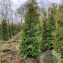 Thuja occ. 'Brabant' 180-200 cm met kluit