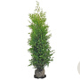 Thuja occ. 'Brabant' 180-200 cm met kluit