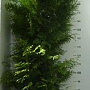 Thuja occ. 'Brabant' 200-225 cm 20L