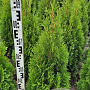 Thuja occ. 'Smaragd' 80-100 cm met kluit