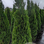 Thuja occ. 'Smaragd' 175-200 cm 20L