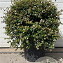 Abelia grandiflora 60 cm 45L bol