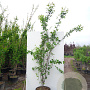 Amelanchier laevis 'Snowflakes' 200-250 cm cont. 80L meerstammig