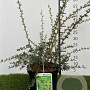 Berberis stenophylla 30-40 cm 3,0L