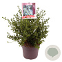 Ceanothus impressus 'Victoria' 40-45 cm 7,5L