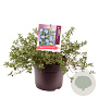 Ceanothus thyrsiflorus repens 30-40 cm 7,5L
