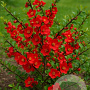 Chaenomeles sup. 'Texas Scarlet' 30-40 cm C1.3